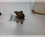 Small German Shepherd Dog Mix