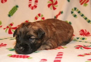 Soft Coated Wheaten Terrier Puppy for sale in BOSSIER CITY, LA, USA