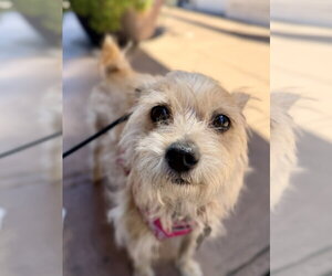 Cairn Terrier-Unknown Mix Dogs for adoption in San Francisco, CA, USA