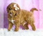 Small #3 Goldendoodle (Miniature)