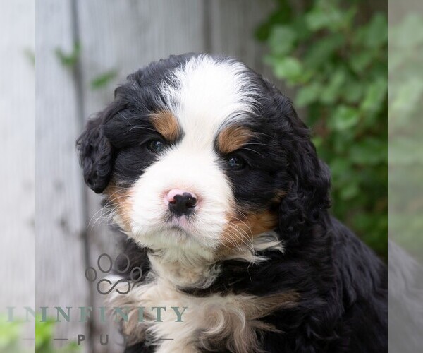 Medium Photo #1 Bernese Mountain Dog-Cavalier King Charles Spaniel Mix Puppy For Sale in RICHFIELD, PA, USA