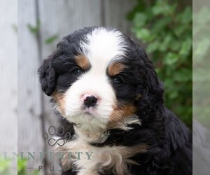 Bernese Mountain Dog-Cavalier King Charles Spaniel Mix Puppy for sale in RICHFIELD, PA, USA