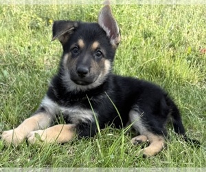 German Shepherd Dog Puppy for sale in BRIGHTON, CO, USA