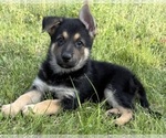 Image preview for Ad Listing. Nickname: Litter of 8