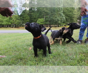 American Bulldog-German Shepherd Dog Mix Puppy for sale in E STROUDSBURG, PA, USA