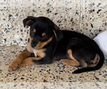 Small #1 Chihuahua Mix