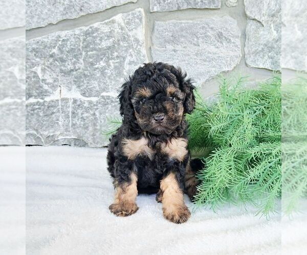 Medium Photo #1 Poodle (Miniature) Puppy For Sale in GORDONVILLE, PA, USA