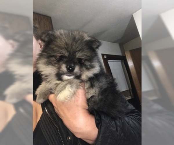 Medium Photo #3 Pomsky Puppy For Sale in EAST HAVEN, CT, USA