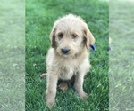 Small Photo #5 Labradoodle Puppy For Sale in BOWLING GREEN, KY, USA