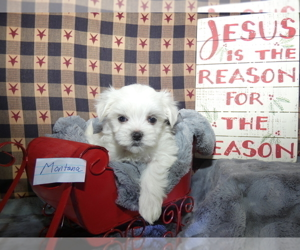 Medium Photo #6 Maltese Puppy For Sale in MOMEYER, NC, USA