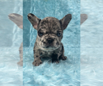 Small Photo #1 French Bulldog Puppy For Sale in LAKEWOOD, CA, USA