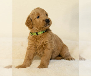 Goldendoodle Dog for Adoption in SAN ANTONIO, Texas USA