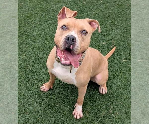 Medium Photo #1 Labrador Retriever-Unknown Mix Puppy For Sale in Rockwall, TX, USA