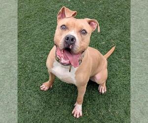 Labrador Retriever-Unknown Mix Dogs for adoption in Rockwall, TX, USA