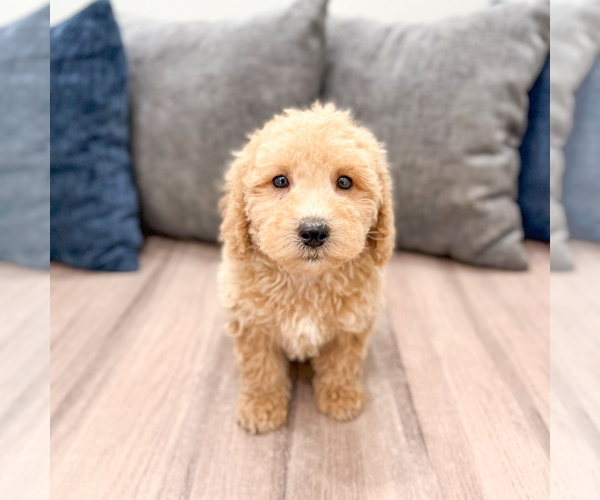 Medium Photo #42 Miniature Labradoodle Puppy For Sale in MILLERSBURG, OH, USA