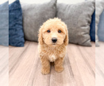 Puppy Kierra Miniature Labradoodle
