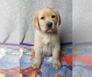 Labrador Retriever Puppy for sale in CALIENTE, CA, USA