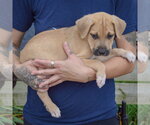 Small Photo #2 American Staffordshire Terrier-German Shepherd Dog Mix Puppy For Sale in Huntley, IL, USA