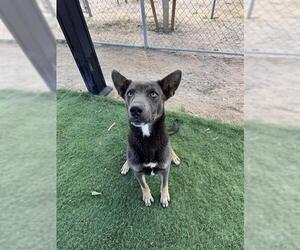 Australian Kelpie Dogs for adoption in HESPERIA, CA, USA