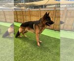 Small #1 German Shepherd Dog