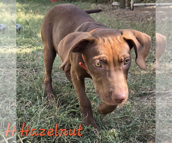 Medium Photo #2 Mutt Puppy For Sale in Jackson, MS, USA
