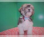 Small Photo #3 Zuchon Puppy For Sale in PATERSON, NJ, USA