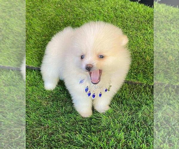 Medium Photo #2 Pomeranian Puppy For Sale in WEST PALM BEACH, FL, USA