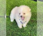 Small Photo #10 Pomeranian Puppy For Sale in WEST PALM BEACH, FL, USA