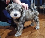 Small Photo #9 Schnauzer (Miniature) Puppy For Sale in LEESBURG, VA, USA