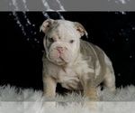 Small #3 English Bulldog