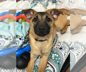 Mutt Dogs for adoption in Jefferson, NJ, USA