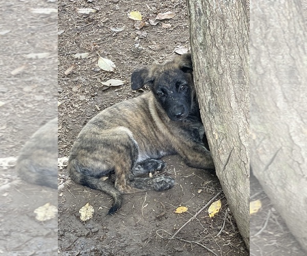 Medium Photo #9 Dutch Shepherd Dog Puppy For Sale in GEORGETOWN, TN, USA