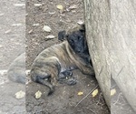 Small #8 Dutch Shepherd Dog