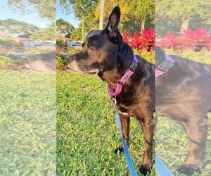 Labrador Retriever-Unknown Mix Dogs for adoption in Pompano Beach , FL, USA