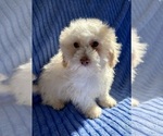 Small Photo #4 Poovanese Puppy For Sale in FAIR HAVEN, MI, USA