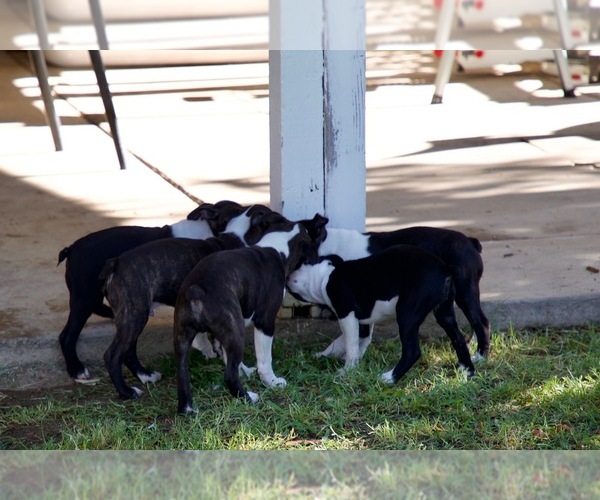 Medium Photo #1 Boston Terrier Puppy For Sale in CARMICHAEL, CA, USA