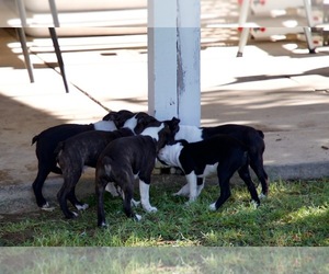 Boston Terrier Litter for sale in CARMICHAEL, CA, USA