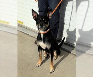 Siberian Husky-Unknown Mix Dogs for adoption in Louisville, KY, USA