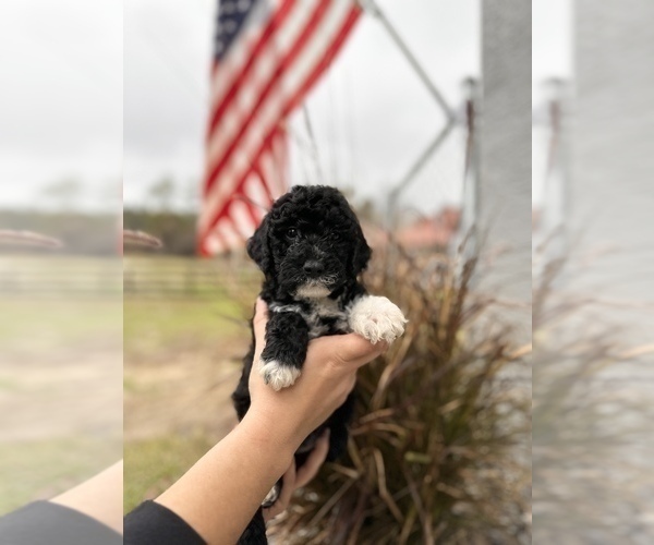 Medium Photo #4 Miniature Bernedoodle Puppy For Sale in HERNANDO, FL, USA