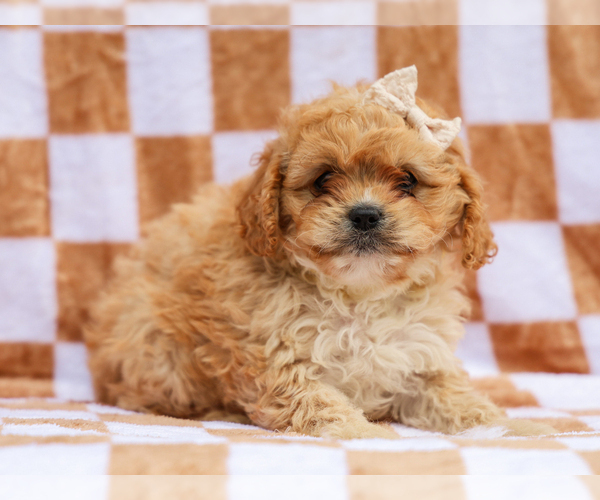 Medium Photo #5 Cavapoo (Miniature) Puppy For Sale in LIBERTY, KY, USA