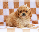 Small #4 Cavapoo (Miniature)