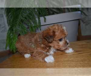 Mal-Shi-Yorkshire Terrier Mix Puppy for sale in GREENWOOD, WI, USA