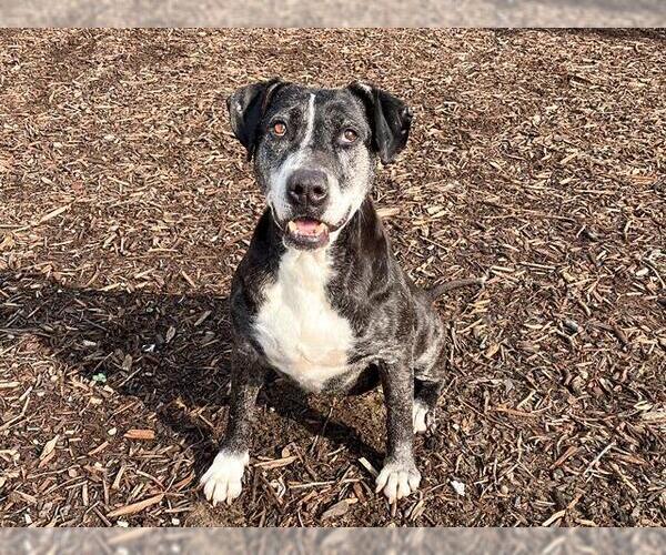 Medium Photo #2 Mutt Puppy For Sale in Orange, CA, USA