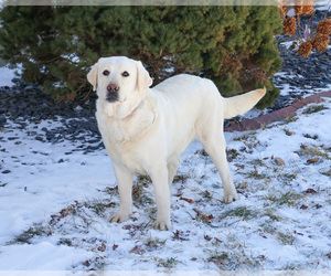 Labrador Retriever Puppy for sale in SYRACUSE, IN, USA