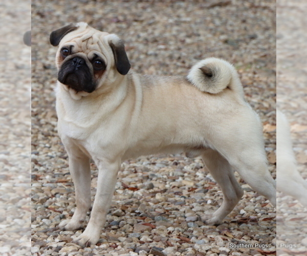 Medium Photo #1 Pug Puppy For Sale in WINNSBORO, TX, USA