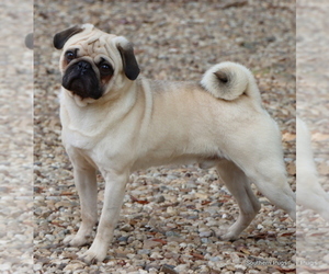 Father of the Pug puppies born on 12/24/2025