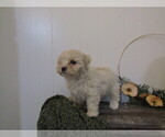 Small Photo #30 Maltipoo (Miniature) Puppy For Sale in SUGARCREEK, OH, USA