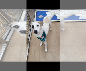 Retriever -Unknown Mix Dogs for adoption in Rockaway, NJ, USA