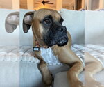 Small Photo #12 Boxer Puppy For Sale in  Katy, TX, USA