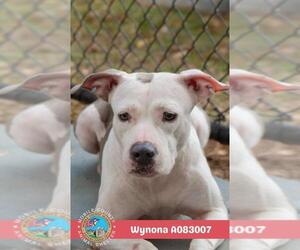 WYNONA - Female American Bulldog-Unknown Mix Dog for Adoption - Photo #2